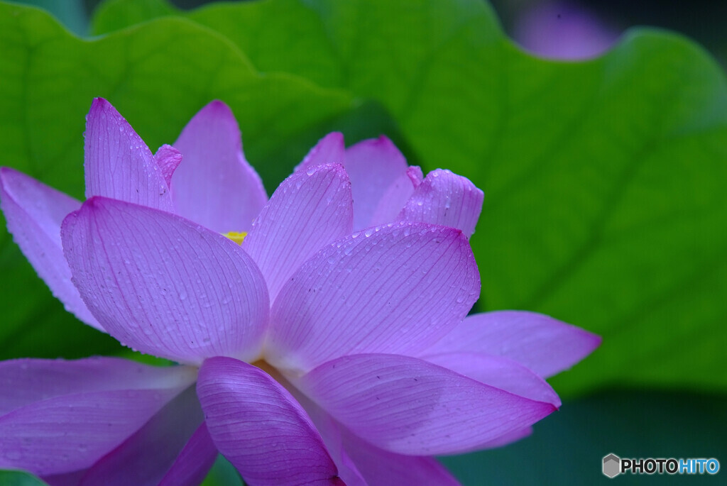 雨の蓮は好きですか？彩