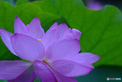 雨の蓮は好きですか？彩