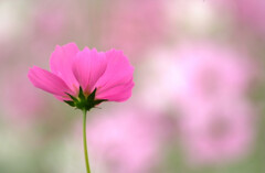 Happy Time✿花の丘より Happy Time✿花の丘より