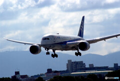 Morning Bird☆Boeing 787-8
