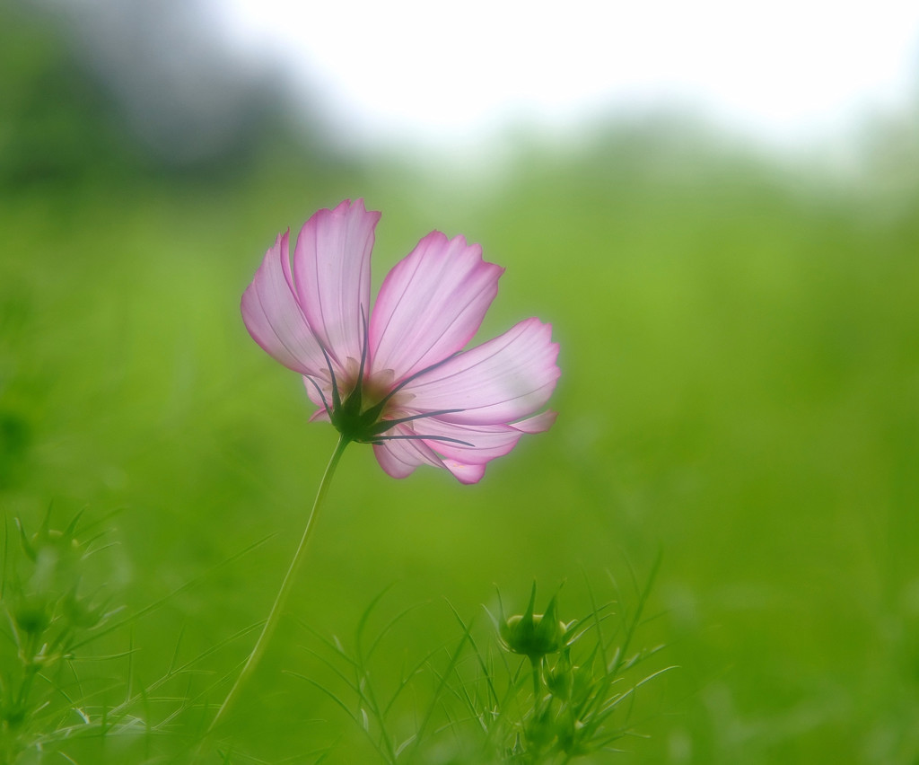 涼風・こすもす