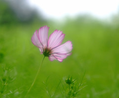涼風・こすもす