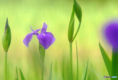 皐月・夢日記・Ⅶ