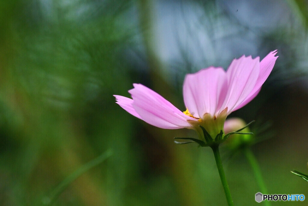 午後の灯り✿Cosmos