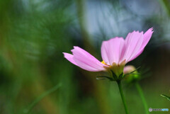 午後の灯り✿Cosmos