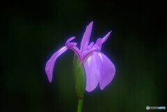 Japanese Beauty✿優美