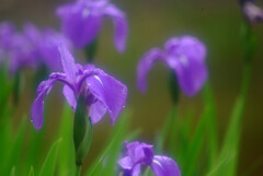 皐月の艶✿Iris laevigata