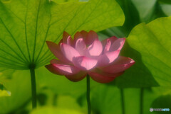 時代（とき）の旅人・2020