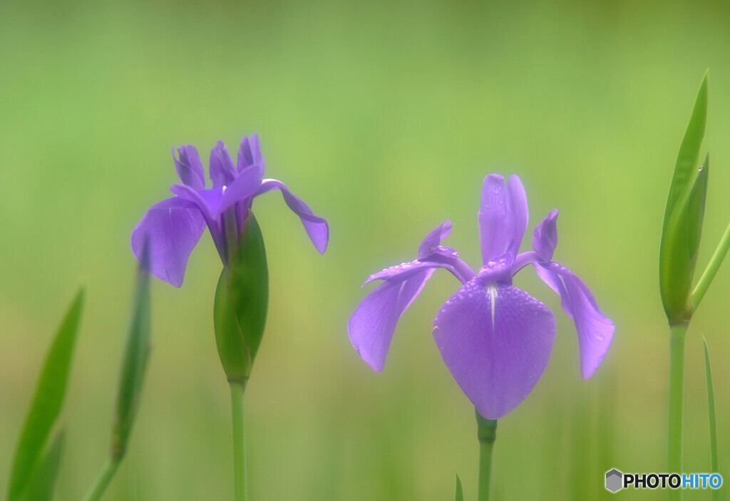 皐月・ふたりなら