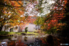 紅葉散歩✿2021秋