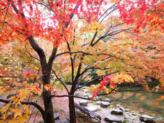 紅葉の艶✿神楽月の雨