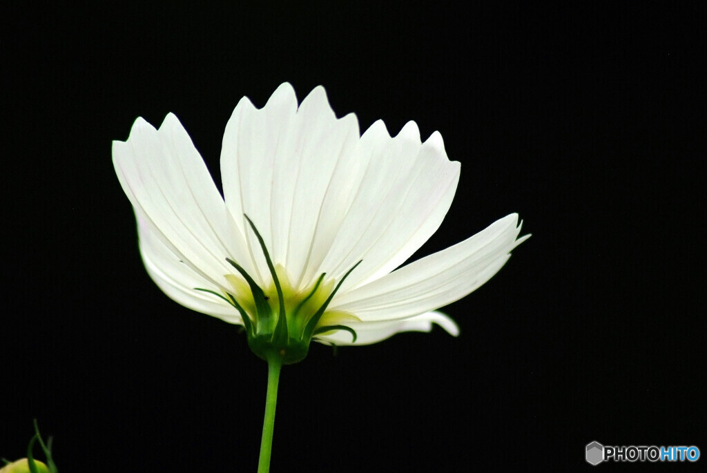 Natural Beauty✾こすもす2023