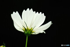 Natural Beauty✾こすもす2023