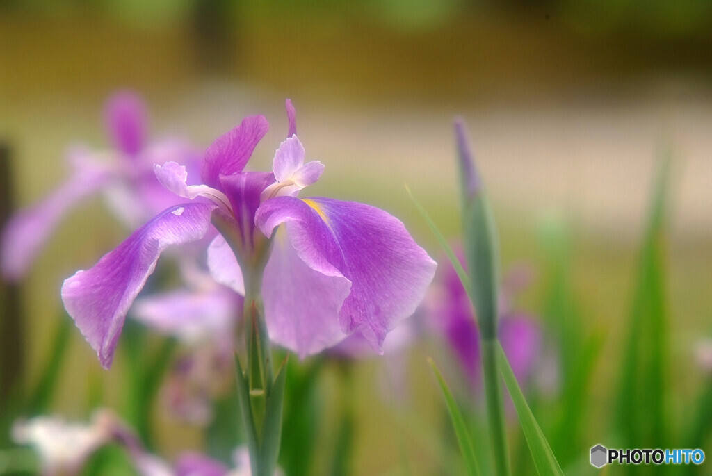 Japanese Beauty・涼