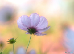 ちいさな秋・秋桜