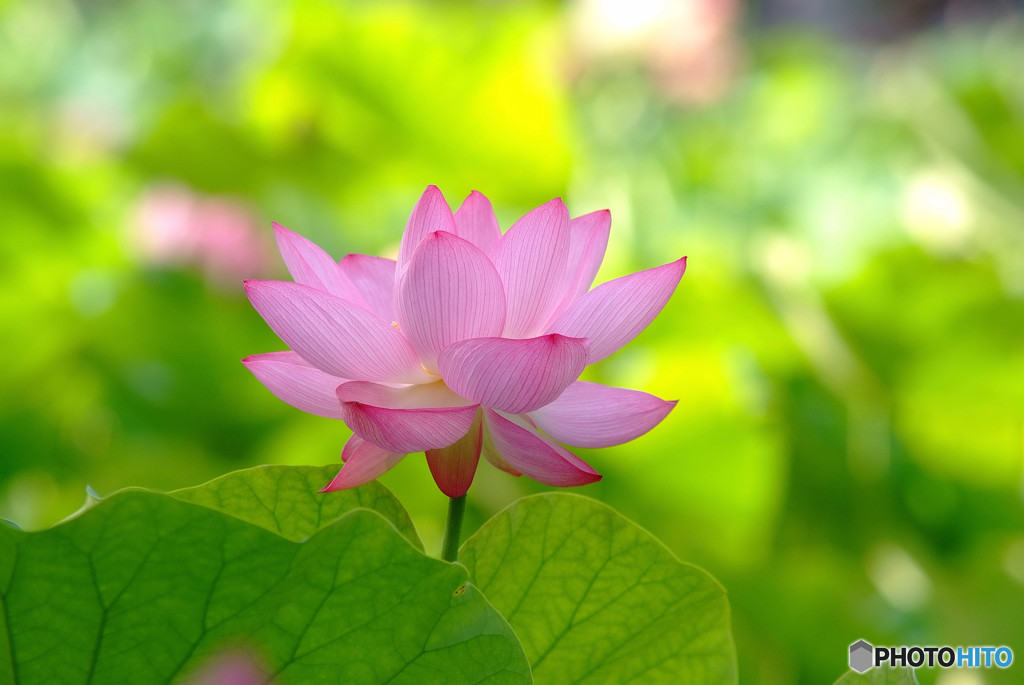 ひとりぽっちで踊らせて・華