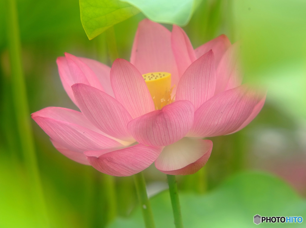 やすらぎ・華