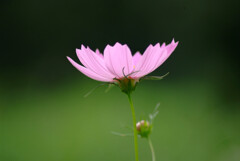 September Afternoon✿秋桜の宴