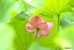 艶やかに・恋蓮