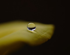 幸福の黄色い・雫（Ⅶ）