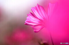 情熱のこすもす❁2022秋
