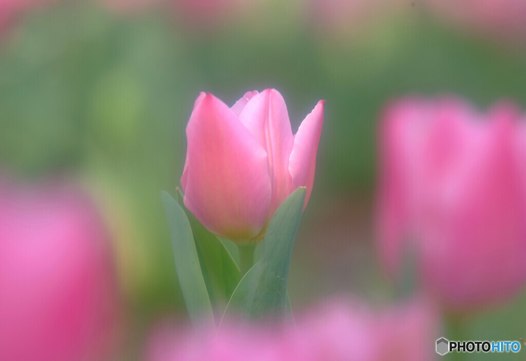 優しく強く・華