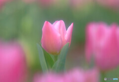 優しく強く・華