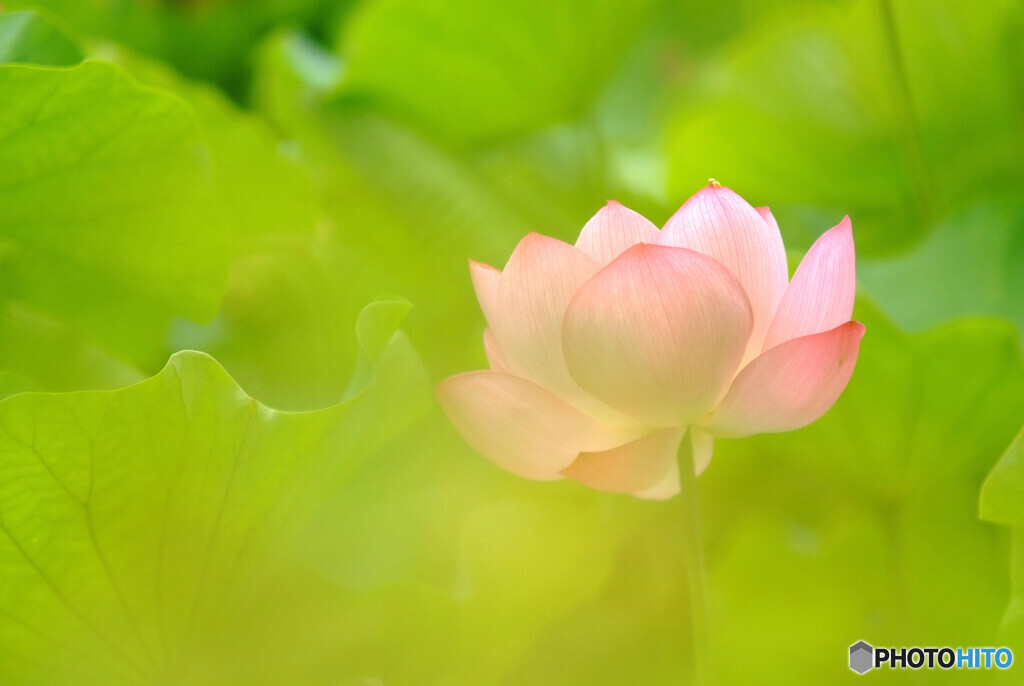 文月の祈り✿蓮