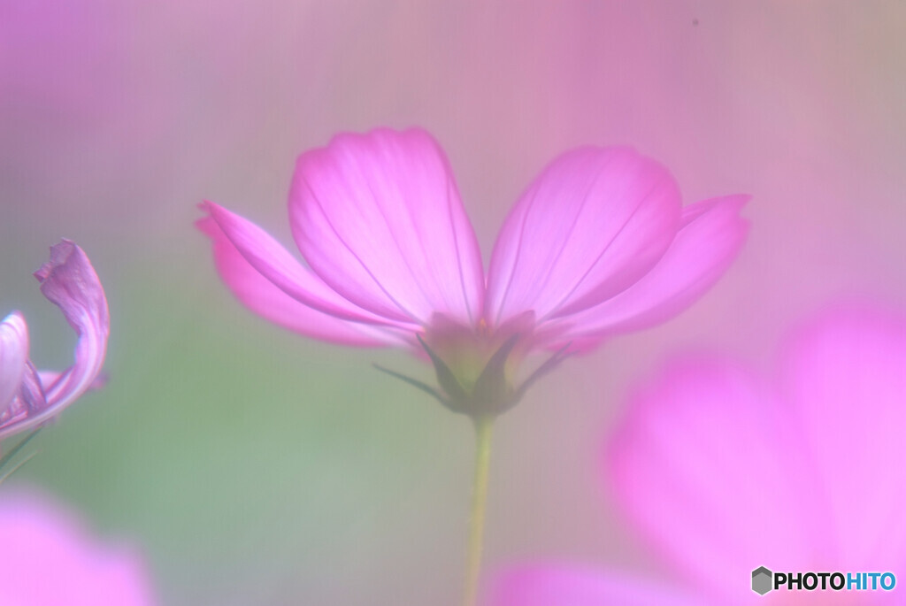 夢のつづき✾こすもす