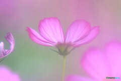 夢のつづき✾こすもす