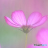 夢のつづき✾こすもす