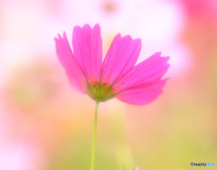 ほのか・秋桜