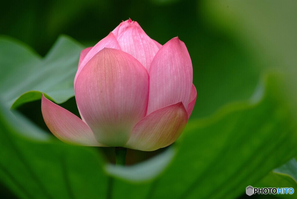我が人生✿蓮華物語Ⅴ