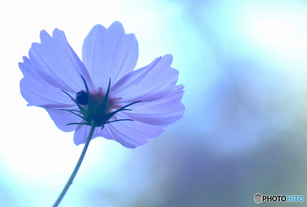 蒼の時✾10月の午後