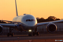 男の浪漫Ⅱ✈Boeing787-8