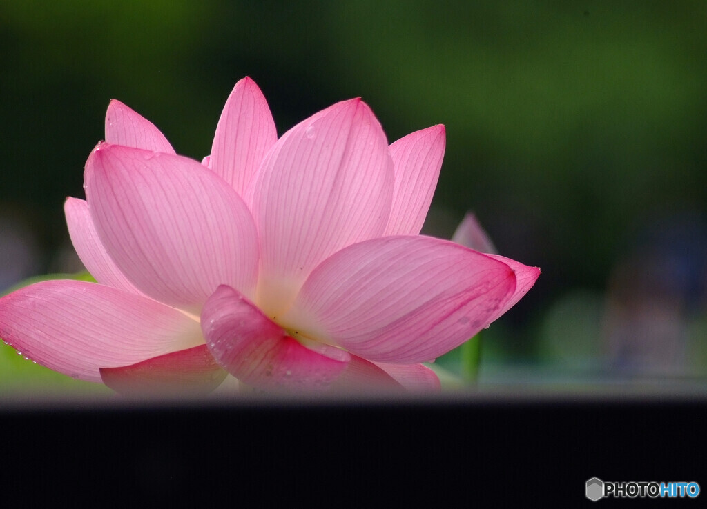 雨はお好きですか✿蓮