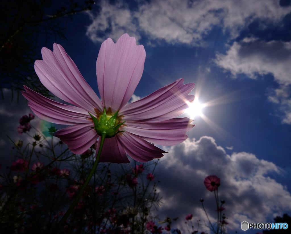 コスモスの伝言・華