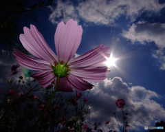 コスモスの伝言・華