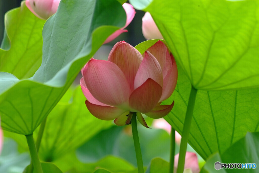 祇園祭の朝✿蓮2022
