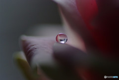 夢見る惑星・雫