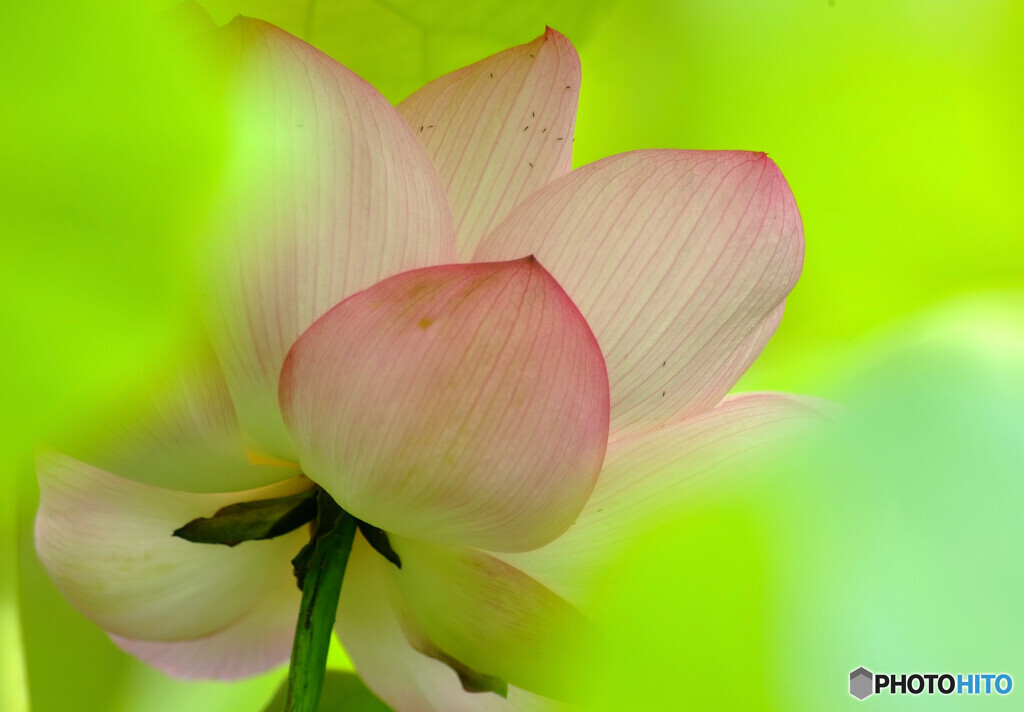 我が人生✿蓮華物語Ⅵ