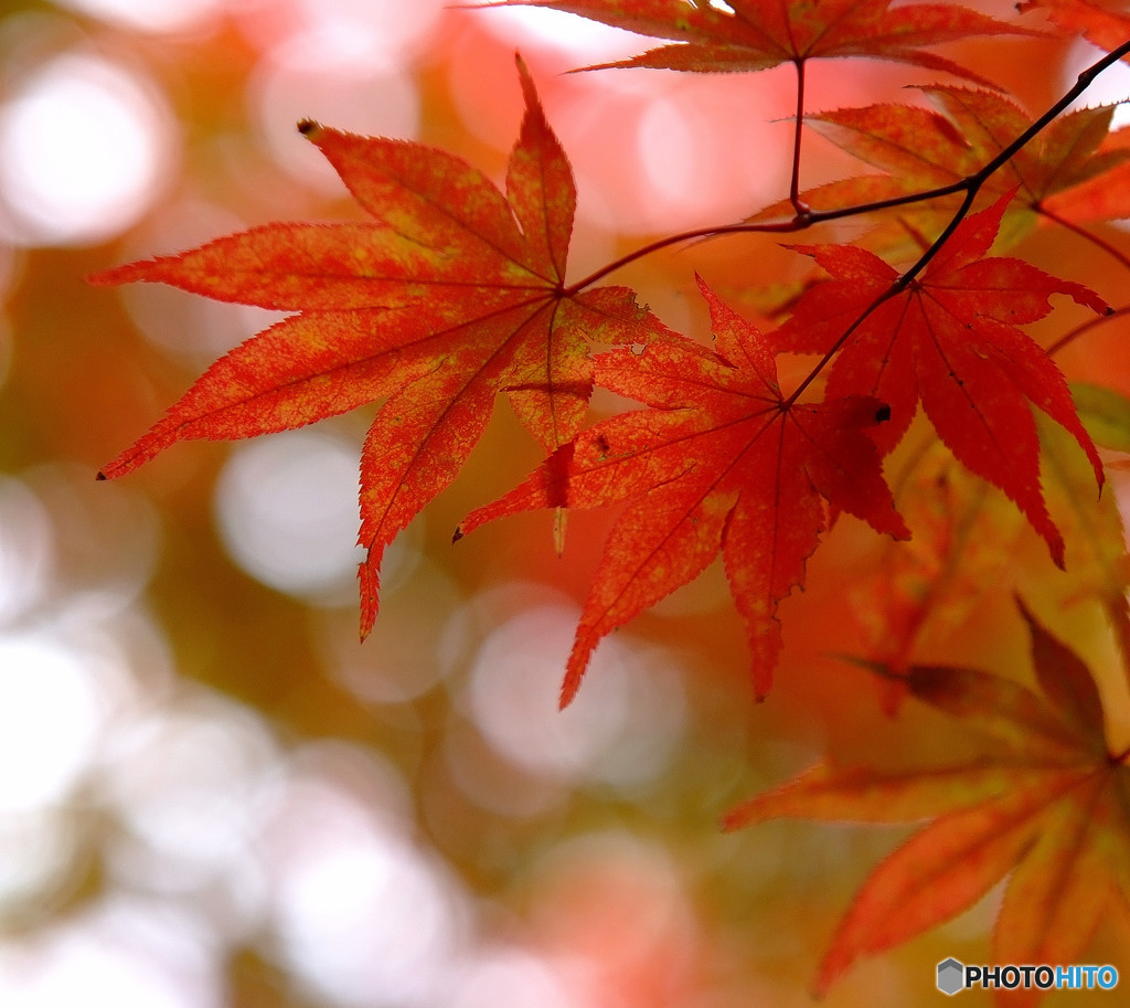 星降る紅葉峡にて。