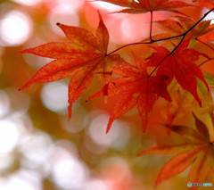 星降る紅葉峡にて。
