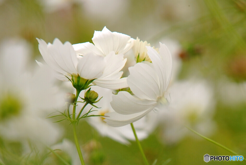 守ってあげたい✿COSMOS