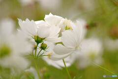 守ってあげたい✿COSMOS