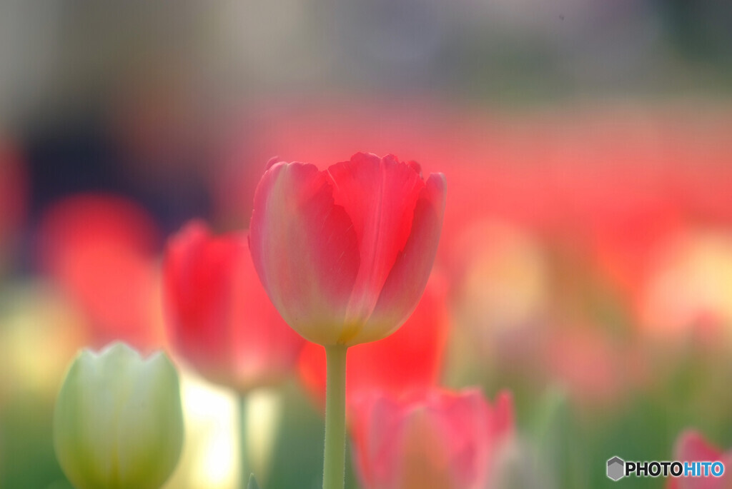 華やかに美しく✿４月の恋