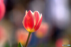 ときめき✿春浪漫