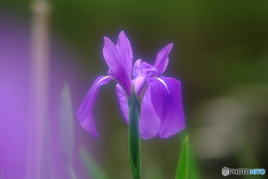 おかえり✿Iris laevigata2024