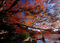 色と光のSymphony