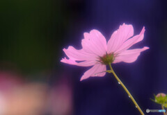 Eternally★こすもす